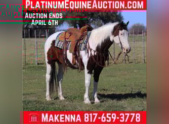 Paint Horse, Gelding, 12 years, Tobiano-all-colors, in lipan Tx,