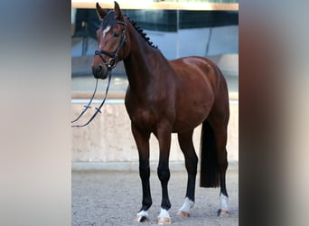 Wallach 4 Jahre Wallach 4 Jahre