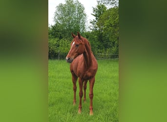 Gelding 2 years