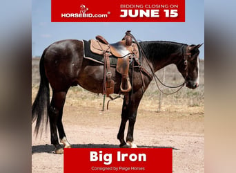 American Quarter Horse, Ruin, 2 Jaar, Schimmel, in Amarillo
