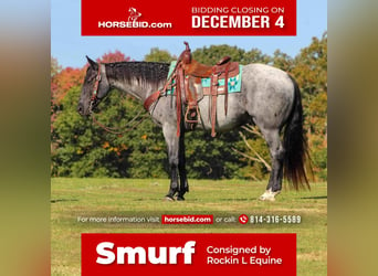 Quarter horse américain, Hongre, 6 Ans, 152 cm, Rouan Bleu, in Shippenville, PA,