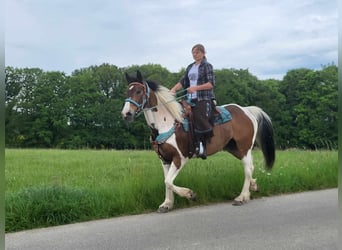 Pintos, Mare, 14 years, 15 hh, Pinto, in Linkenbach,