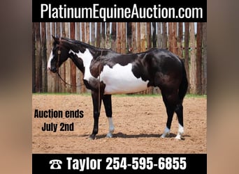 American Quarter Horse, Wallach, 14 Jahre, 155 cm, Overo-alle-Farben, in Morgan Mill TX,