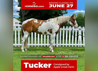 Paint Horse, Wallach, 6 Jahre, 157 cm, in Northfield, MA,
