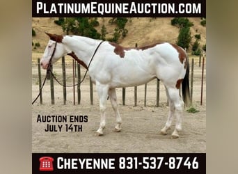 Paint Horse, Gelding, 11 years, 14,3 hh, Overo-all-colors, in Bitterwater CA,