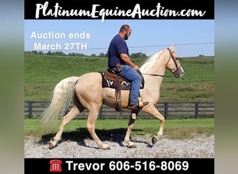 Tennessee walking horse, Hongre, 8 Ans, Palomino, in Whitley City KY,