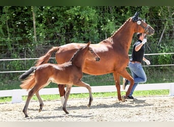 German Sport Horse, Mare, Foal (04/2026), Brown, in Bad Wurzach