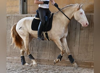 Lusitanos, Hengst, 4 Jahre, 159 cm, Cremello, in Mallorca,