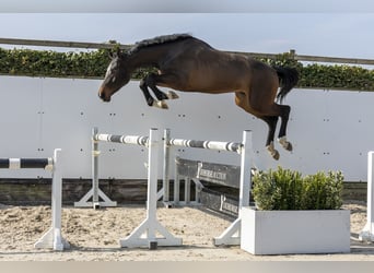 KWPN, Étalon, 3 Ans, 174 cm, Bai brun, in Waddinxveen,