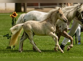 Shetland Ponys, Hengst, Fohlen (05/2025), 105 cm, Tigerschecke, in Gro&#xDF; Molzahn