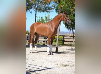 Andalusian, Gelding, 5 years, 15.2 hh, in Aachen,