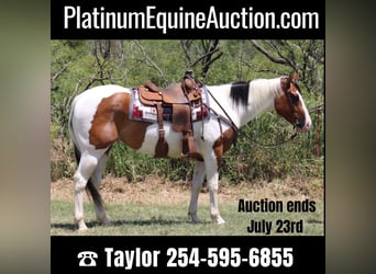Paint Horse, Wallach, 4 Jahre, 157 cm, Tobiano-alle-Farben, in Eastland TX,