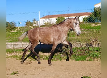 PRE Mix, Hengst, 2 Jahre, 162 cm, Braunfalbschimmel, in Vejer de la Frontera,