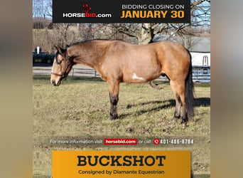 Paint Horse, Gelding, 9 years, 15 hh, Buckskin, in Allentown, NJ,
