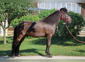 Icelandic Horse, Gelding, 10 years, Black, in Stra&#xDF;walchen