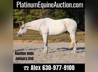 Quarter horse américain, Hongre, 13 Ans, 157 cm, Gris, in Hardinsburg IN,
