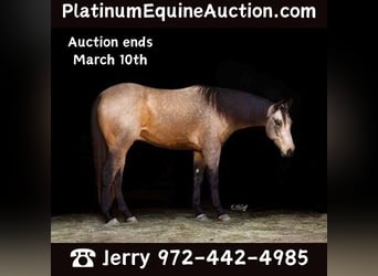 American Quarter Horse, Wallach, 5 Jahre, 157 cm, Buckskin, in Ravenna TX,