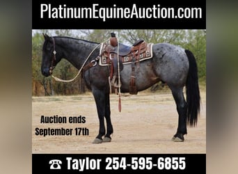 Quarter horse américain, Hongre, 11 Ans, 160 cm, Rouan Bleu, in eastland TX,