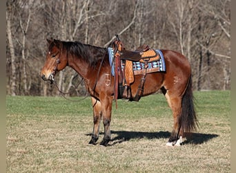 Quarter horse américain, Hongre, 12 Ans, 150 cm, Roan-Bay, in Mount Vernon,
