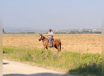 Arabian horses, Mare, 13 years, 14.2 hh, Chestnut-Red, in Cortona,