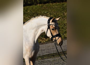 Deutsches Reitpony, Stute, 5 Jahre, 144 cm, Palomino, in Fürstenau