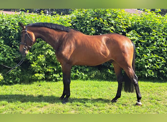 Caballo de deporte alemán, Caballo castrado, 9 años, 163 cm, Castaño oscuro, in Schönebeck