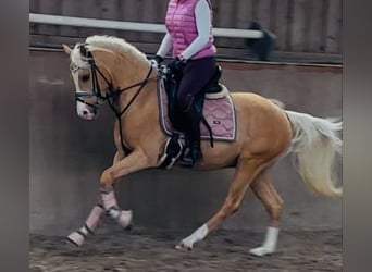 German Riding Pony, Stallion, 3 years, 14 hh, Palomino, in Ubstadt-Weiher,