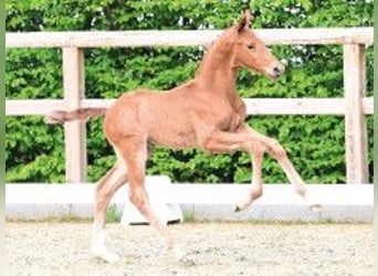 Oldenburg, Stallion, Foal (04/2026), Chestnut, in Vechta