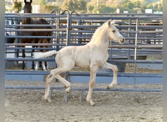 Warlander, Stallion, Foal (03/2024), 16 hh, Palomino, in Los Olivos,