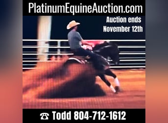 American Quarter Horse, Gelding, 8 years, 15 hh, Chestnut, in Sandston VA,