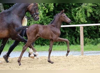 Hanovrien, Jument, Poulain (05/2026), Noir, in Wingst