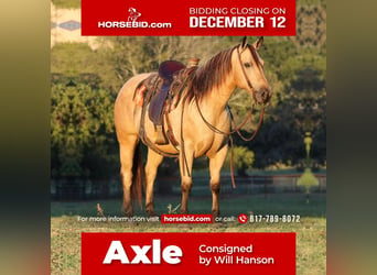 Quarter horse américain, Hongre, 11 Ans, 150 cm, Buckskin, in Joshua, TX,