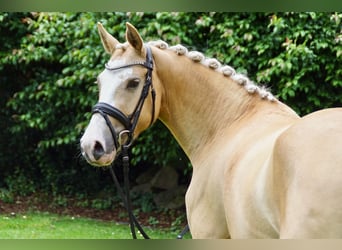 Palomino, Stute, 7 Jahre, 142 cm, Palomino, in Zossen