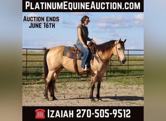 Quarter horse américain, Hongre, 9 Ans, 150 cm, Buckskin, in Sonora KY