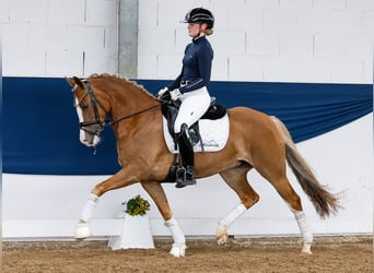New Forest, Giumenta, 4 Anni, 145 cm, Sauro scuro, in Marsberg