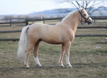 Weitere Ponys/Kleinpferde, Wallach, 3 Jahre, 125 cm, Palomino, in Rechnitz