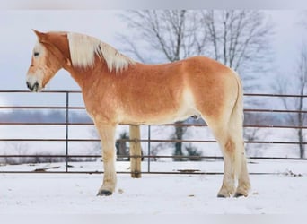 Haflinger, Wallach, 14 Jahre, 152 cm, Rotfuchs, in Rineyville