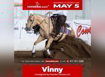 American Quarter Horse, Gelding, 6 years, 15 hh, Palomino, in Buffalo, MO,