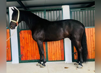Spanisches Sportpferd, Wallach, 12 Jahre, 172 cm, Rappe, in Las Rozas De Madrid,