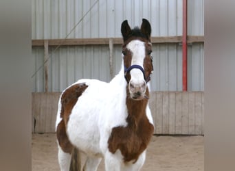 Oldenburg-International (OS), Gelding, 18 years, 15,2 hh, Pinto, in Borgentreich