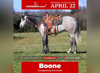 American Quarter Horse, Castrone, 5 Anni, 152 cm, Grigio, in Clarion, PA,