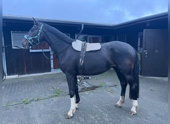 Mare 3 years