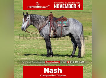 caballo de tiro Mestizo, Caballo castrado, 5 años, 160 cm, Tordo rodado, in Clarion, PA,