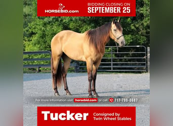 Paint Horse, Wallach, 3 Jahre, 155 cm, Buckskin, in New Holland, PA,