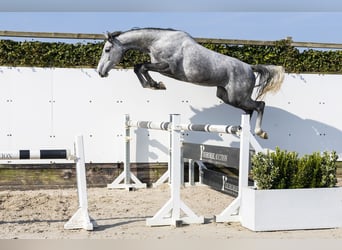 KWPN, Yegua, 4 años, 163 cm, Tordo rodado, in Waddinxveen,