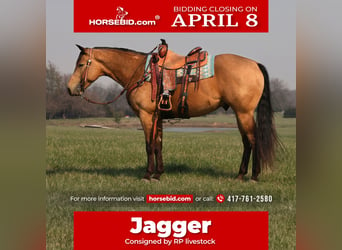 Quarter horse américain, Hongre, 4 Ans, 152 cm, Buckskin, in Buffalo, MO,