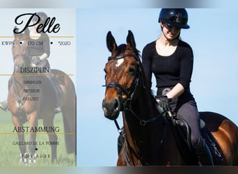 KWPN, Wallach, 5 Jahre, 170 cm, Brauner, in Nettersheim,
