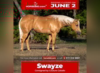 Quarter Pony, Mare, 7 years, 13.2 hh, Palomino, in Crystal River, FL