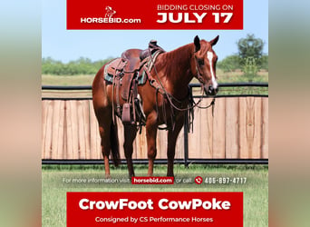 Quarter horse américain, Hongre, 6 Ans, 150 cm, Alezan cuivré, in Jacksboro, TX,