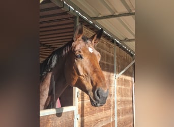 Mare 13 years